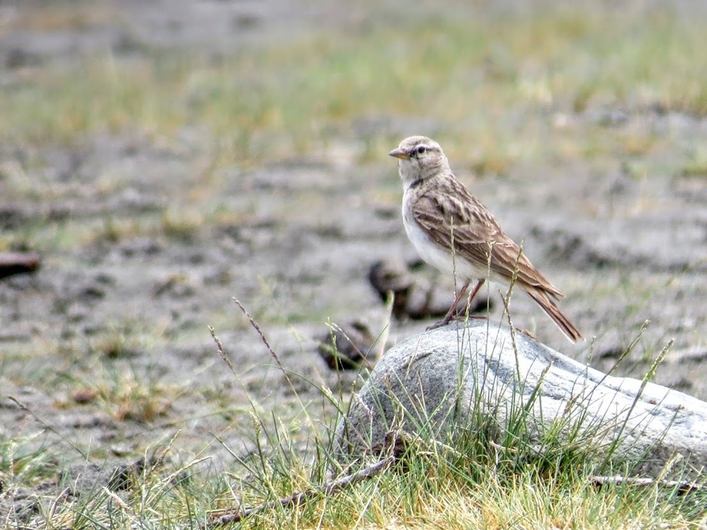 Hume's Short-Toed Lark