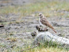 Calandrella acutirostris