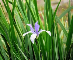 Iris lactea