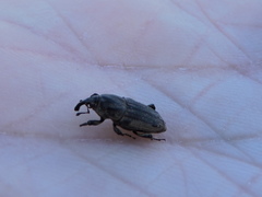 Sphenophorus cariosus