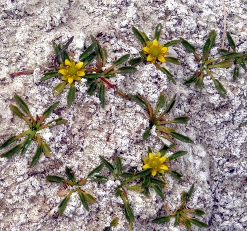 Halerpestes lancifolia