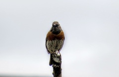 Prunella rubeculoides