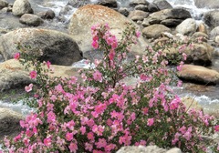 Rosa webbiana