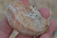 Crepidula fornicata