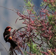 Procarduelis nipalensis