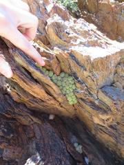 Conophytum ficiforme