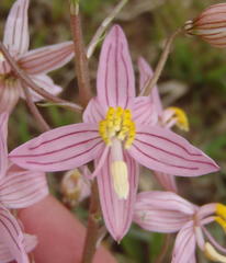 Cyanella lutea rosea