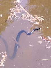 Natrix helvetica sicula