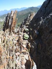 Conophytum ficiforme