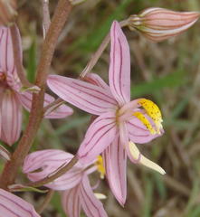 Cyanella lutea rosea