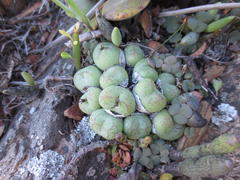 Conophytum ficiforme