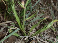 Cyanella lutea rosea