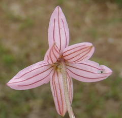 Cyanella lutea rosea