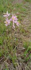 Cyanella lutea rosea