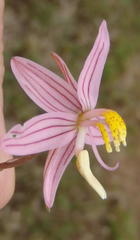 Cyanella lutea rosea