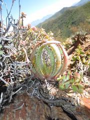 Aloe microstigma microstigma
