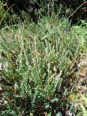 Acrothamnus