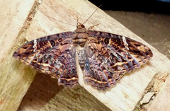 Feigeria orcynia