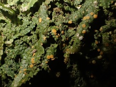 Coenogonium luteum
