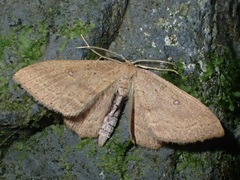 Cyclophora maderensis