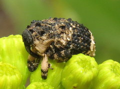 Cryptorhynchus lapathi