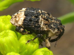 Cryptorhynchus lapathi