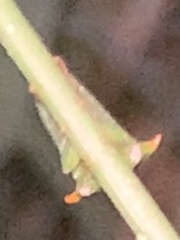 Stictolobus arcuatus