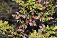 Erica glomiflora glomiflora