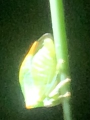 Stictolobus arcuatus