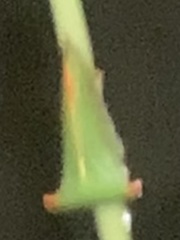 Stictolobus arcuatus