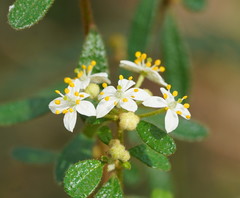 Asterolasia asteriscophora albiflora
