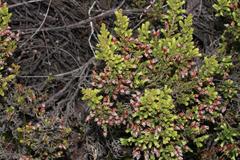 Erica glomiflora glomiflora