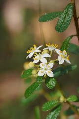 Asterolasia asteriscophora albiflora