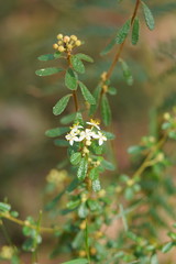 Asterolasia asteriscophora albiflora