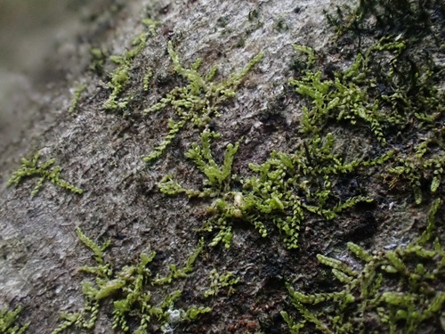 Drepanolejeunea hamatifolia image