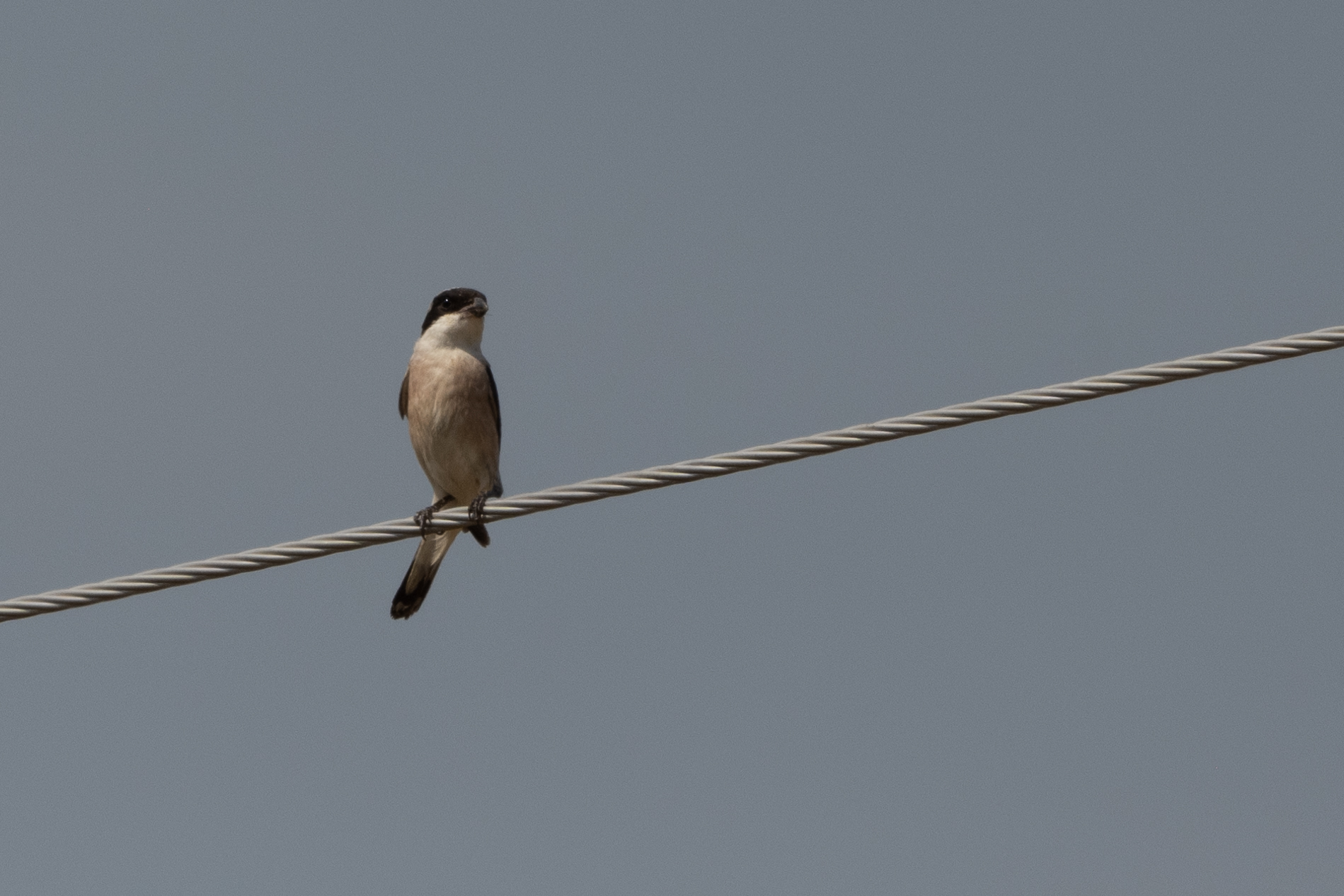 Lesser Grey Shrike