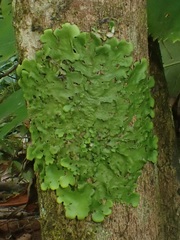 Ricasolia virens