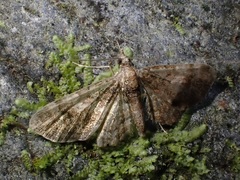 Gymnoscelis insulariata