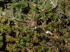 Leiobunum blackwalli