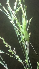 Bucrates malivolans