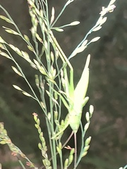 Bucrates malivolans