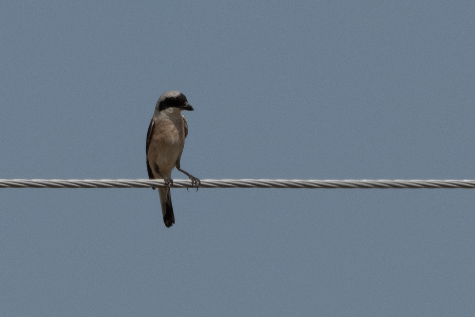 Lesser Grey Shrike
