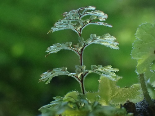 Hymenophyllum tunbrigense image