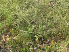 Macrostylis barbigera