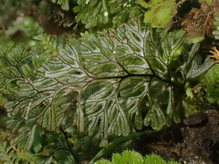 Hymenophyllum tunbrigense image