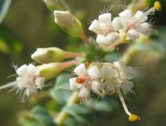 Macrostylis barbigera