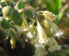 Macrostylis barbigera