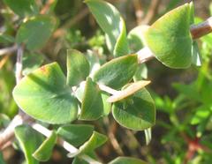 Macrostylis barbigera