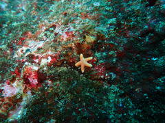 Fromia schultzei