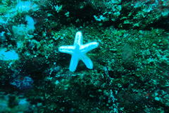 Fromia schultzei